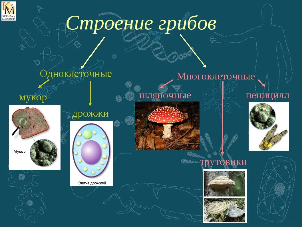 Мукор трутовик. Классификация грибов одноклеточные и многоклеточные. Строение гриба одноклеточные и многоклеточные. Одноклеточные грибы строение. Дрожжи одноклеточный или многоклеточный гриб.