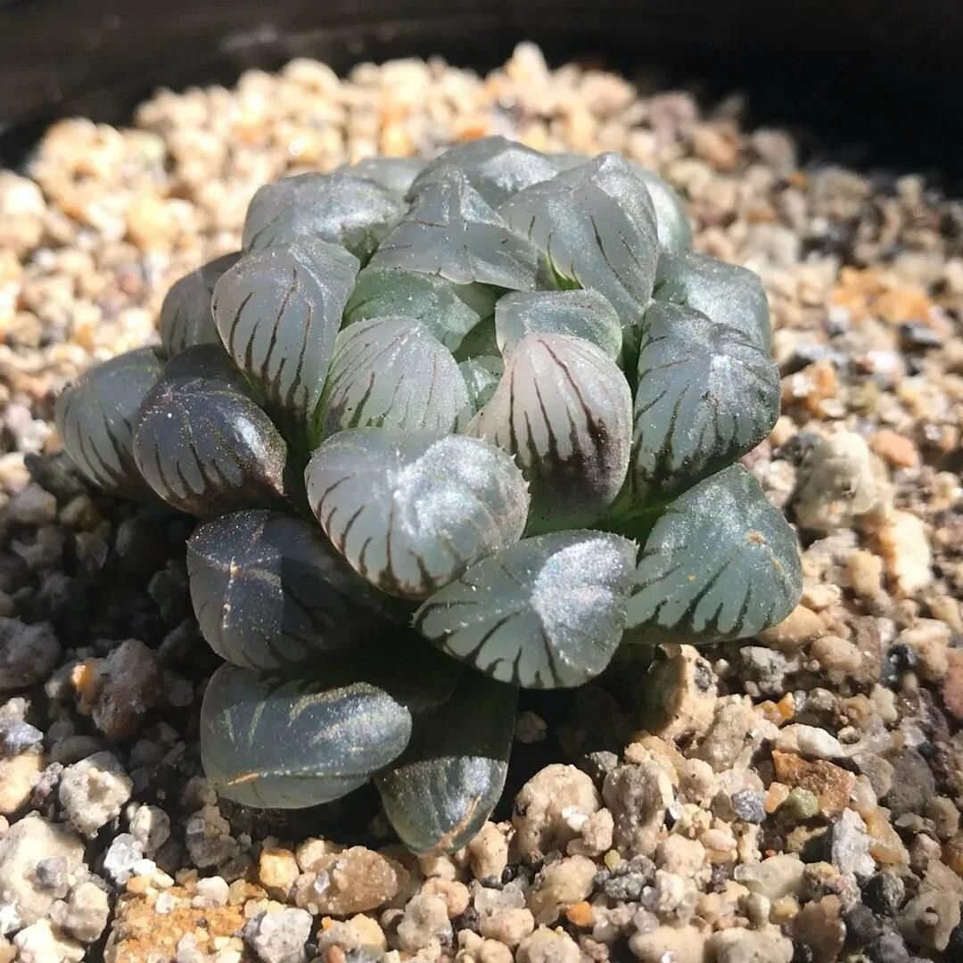 Haworthia cymbiformis obtusa. Хавортия обтуза. Haworthia obtusa ob1. Хавортия obtusa. Хавортия купера трунката.