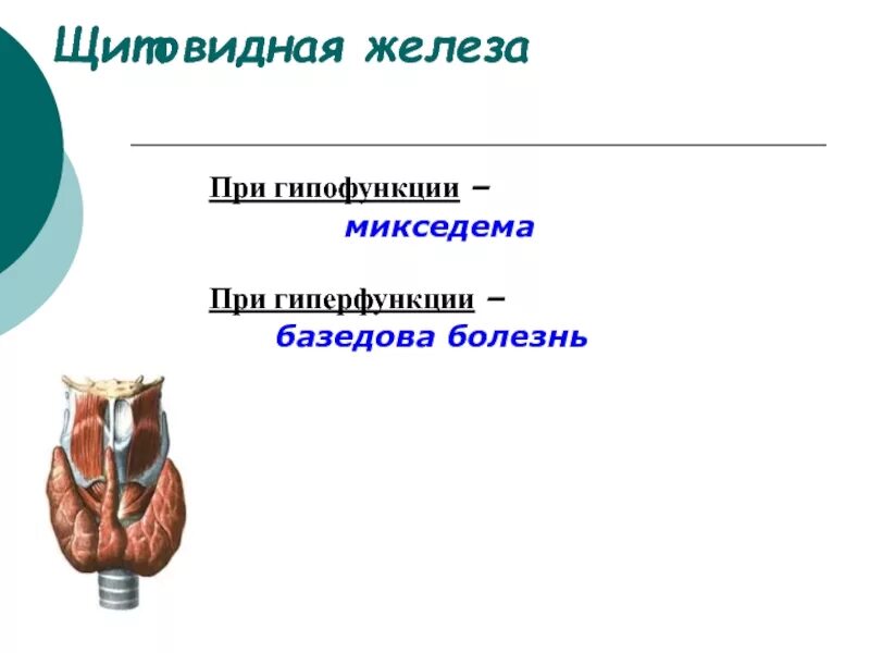 Тимус гипофункция и гиперфункция. Гипофункция щитовидной железы. заболевания при гипофункции щитовидной железы. щитовидная железа гипофункция и гиперфункция. при гипофункции щитовидной железы применяют.