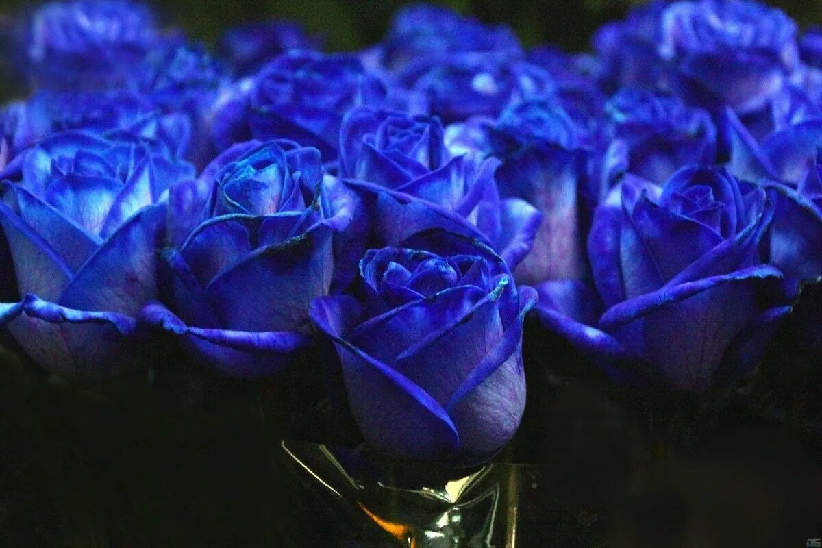 Красивые цвет из синих цветов. Голубые розы Сантори.