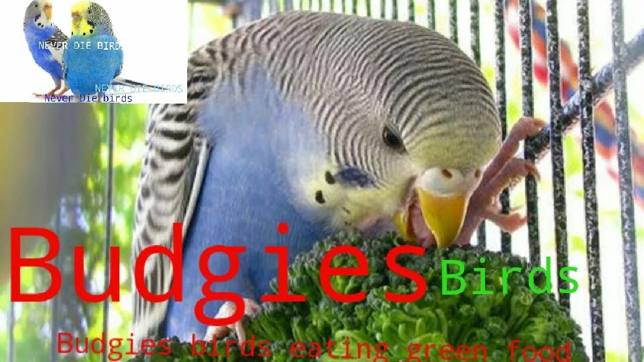 Можно киви попугаям. Волнистый попугайчик кормление. Что едят волнистые попугаи. Попугай ест зелень. Попугай волнистый голубой кушает.
