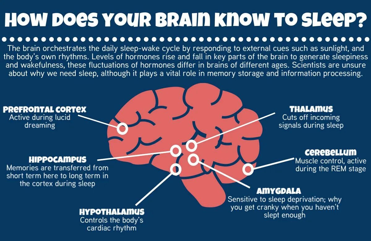 Dreams to be done. Information about Brain. Бессонница мозг. The Brains the Brains. Мозг и сердце.