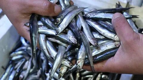 tarım ve orman bakanlığı,bekir pakdemirli,hamsi 