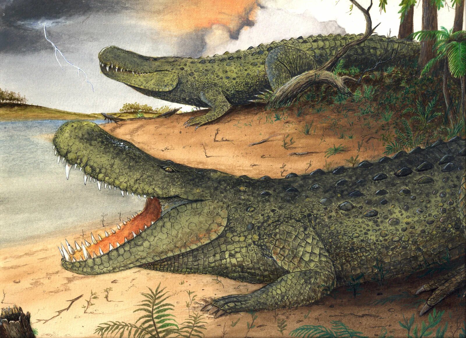 Первые наземные земноводные. Дейнозуха пурусзавр. Кайман пурусзавр. Пурусзавр крокодил. Гигантский Кайман пурусзавр.