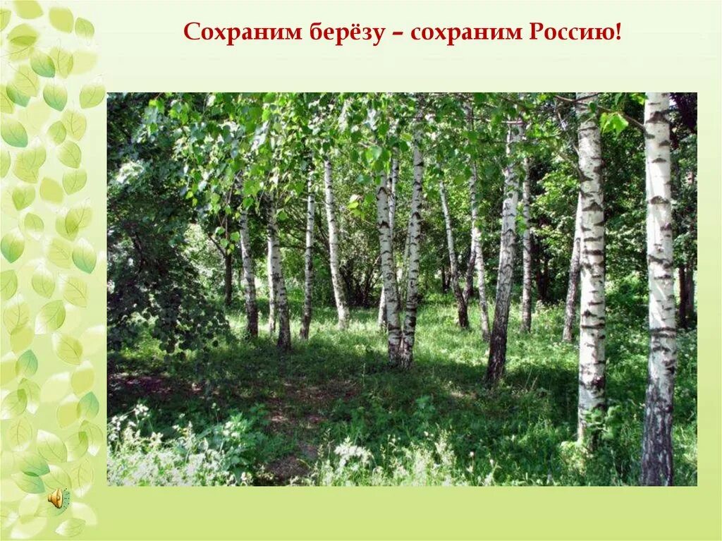 Русская береза символ России. Березка символ России. Неофициальные символы России береза. Символы россииереза. День березы в россии в 2024 году