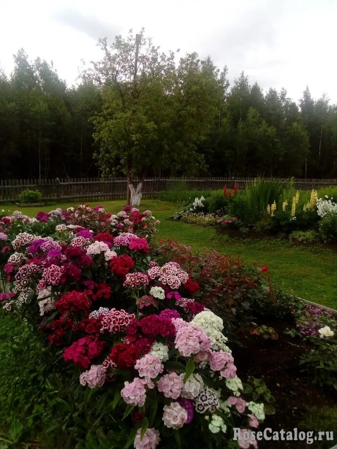 Розы их соседи