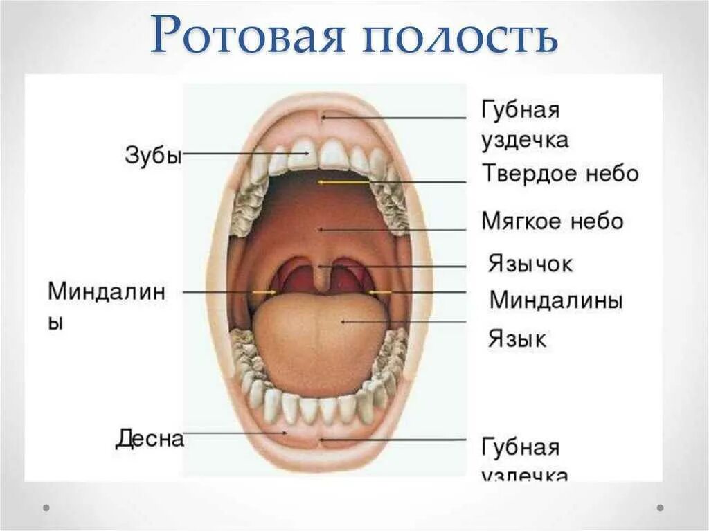 Верхняя расширенная часть. Ротовая полость строение анатомия. Строение ротовой полости миндалины. Строение ротовой полости схема. Строение ротовой полости 8 класс биология.