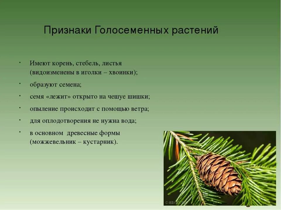Семена ели характеристика. Биология 6 класс листья голосеменных. отдел голосеменные хвойные. биология 5 класс хвойные и голосеменные растения. представители хвойных голосеменных растений.