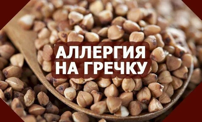 Есть ли аллергия на гречку