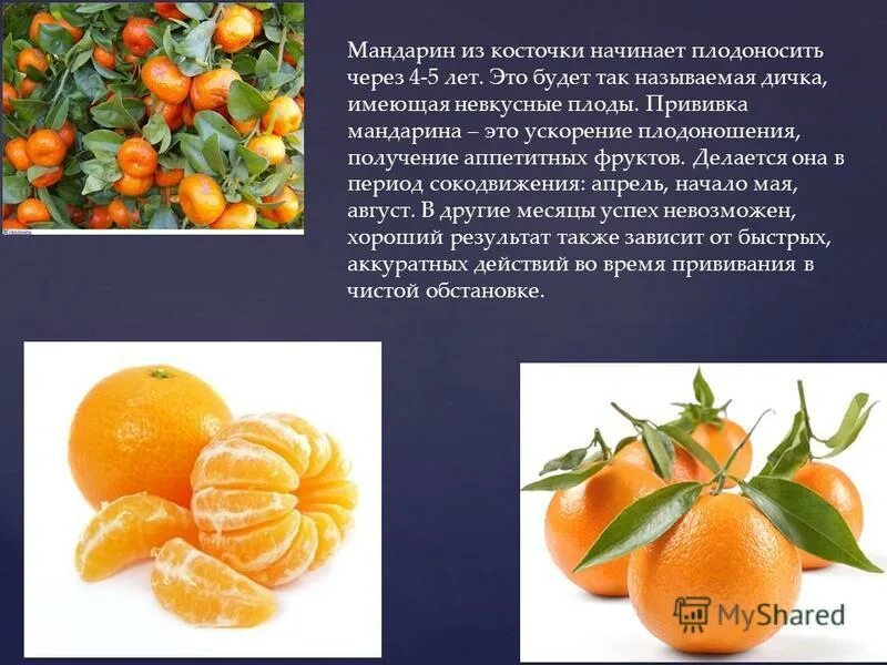 Проект про мандарин фрук5е 4 класс Проект "ЗИМНИЙ САД"