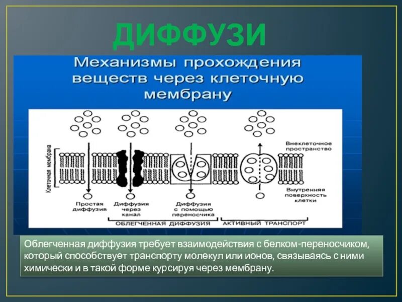 Облегченная диффузия белки переносчики. Белок переносчик облегченной диффузии. Молекулярный транспорт. Простая диффузия через мембрану.