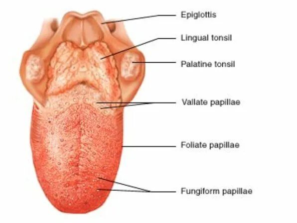 Части языка человека. Язык строение анатомия. Структуры языка анатомия.