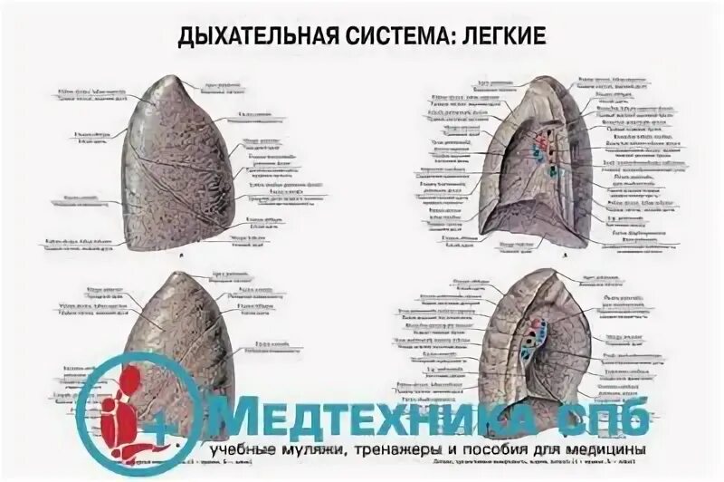 Дыхательная латынь. Строение лёгких на латыни. Левое легкое латынь. Правое легкое латынь. Левое легкое на латинском.