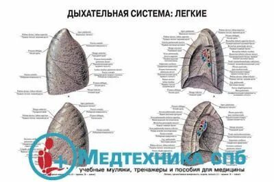 Легкое на латыни