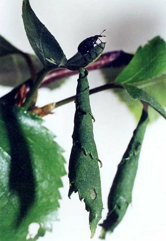 Чай кудин зеленый китайский чай. Свертывание листьев. Nicotiana glauca. Смородиновая листовертка. Листья трубки.