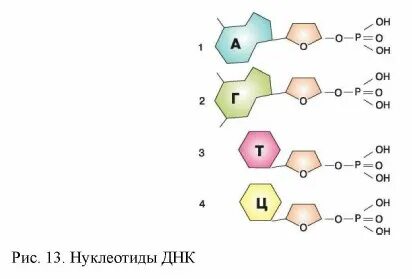 Биология 13