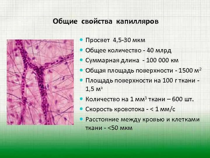 Суммарная площадь капилляров. Характеристика капилляров. просвет капилляров. общая протяженность капилляров. общая площадь капилляров.