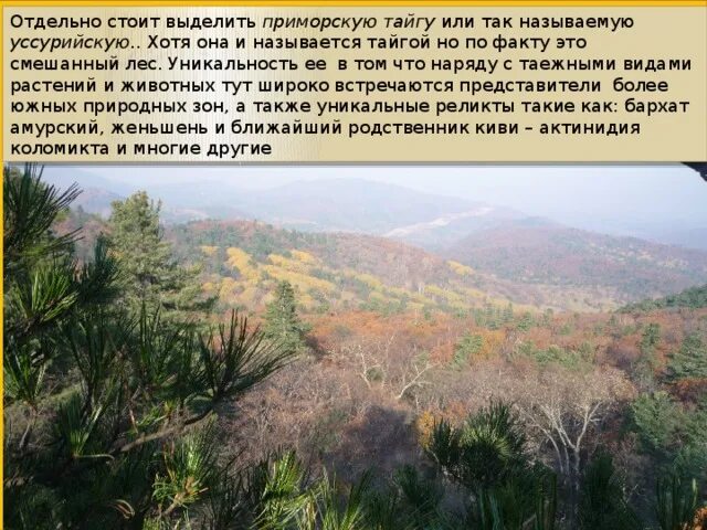 Почему тайга называется тайгой. Интересные факты о тайге. интересные факты о тайге россии. уссурийская тайга природная зона. факты про зоны тайги.