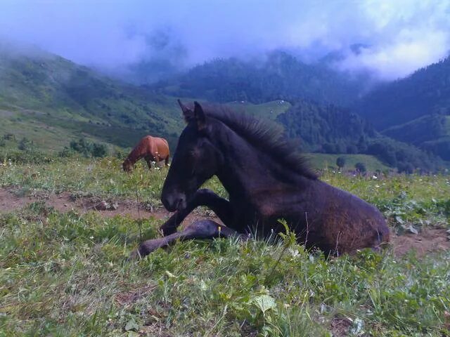 Кабардинская лошадь. Кабардинская порода лошадей. Кабардинец конь. Самые красивые кабардинские лошади.