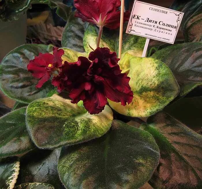 ек-дитя солнца (коршунова). сорт фиалки дитя солнца. фиалка ек дитя солнца. фиалка дитя солнца. ек-дитя солнца (коршунова).