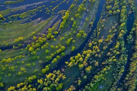 Полесская низменность