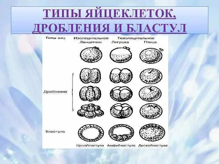 Центр дробление