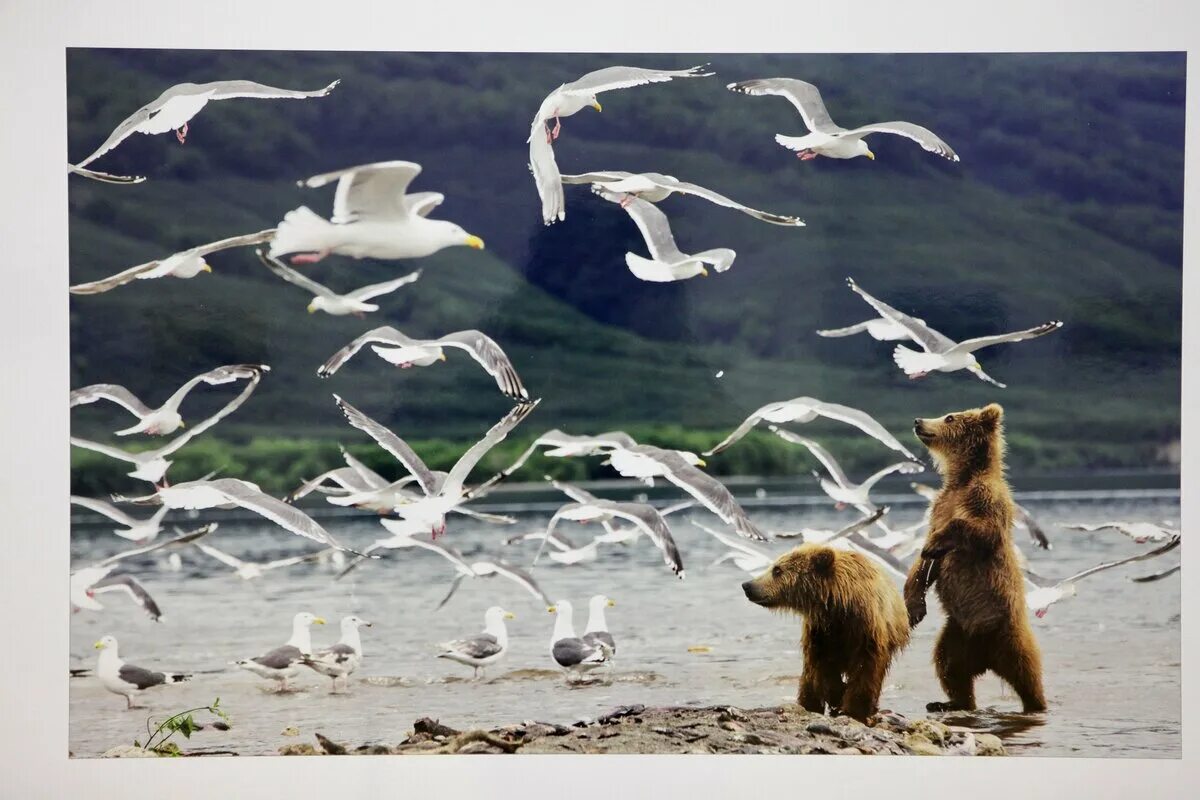 Необычные фотографии. Домик для животных. Дикая природа. Чудеса дикой природы. Чудеса дикой природы.