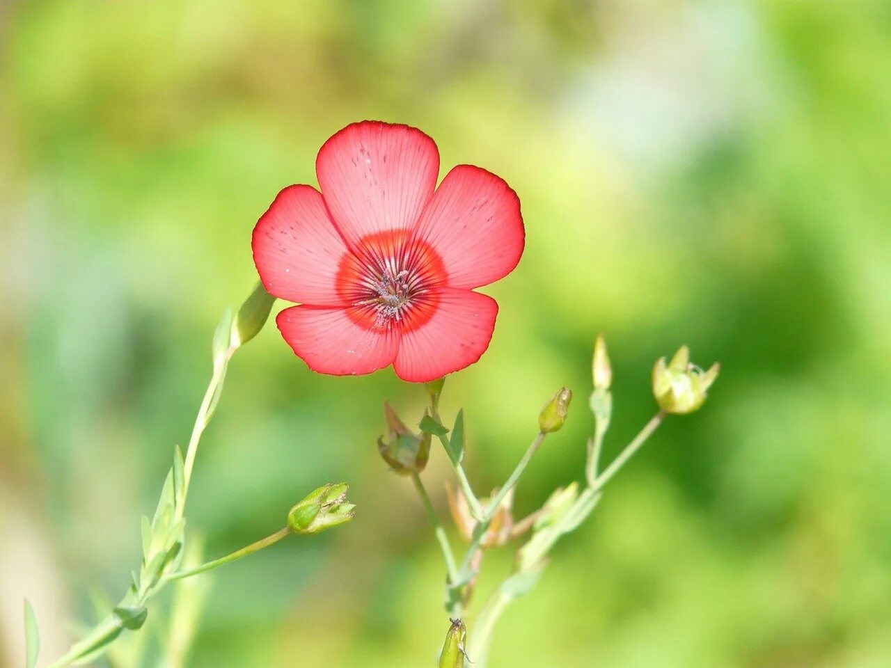 Лен крупноцветковый красный. Linum grandiflorum. Лён крупноцветковый (Linum grandiflorum). Лен крупноцветковый Скарлет. Цветы похожие на лен