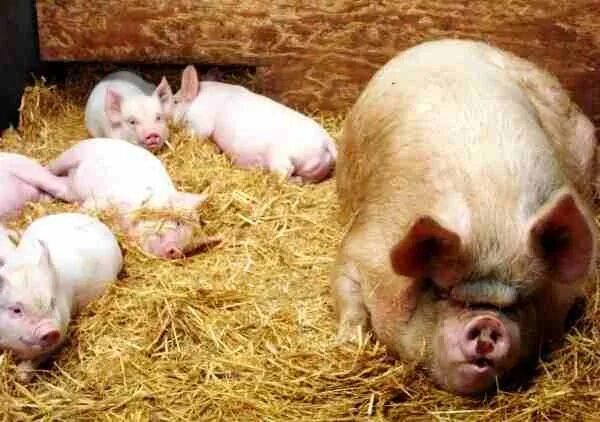 Свиньи на доращивании. Бизнес на свиньях. Канадская свинка. Сарай для поросят на мясо. Держать свиней.