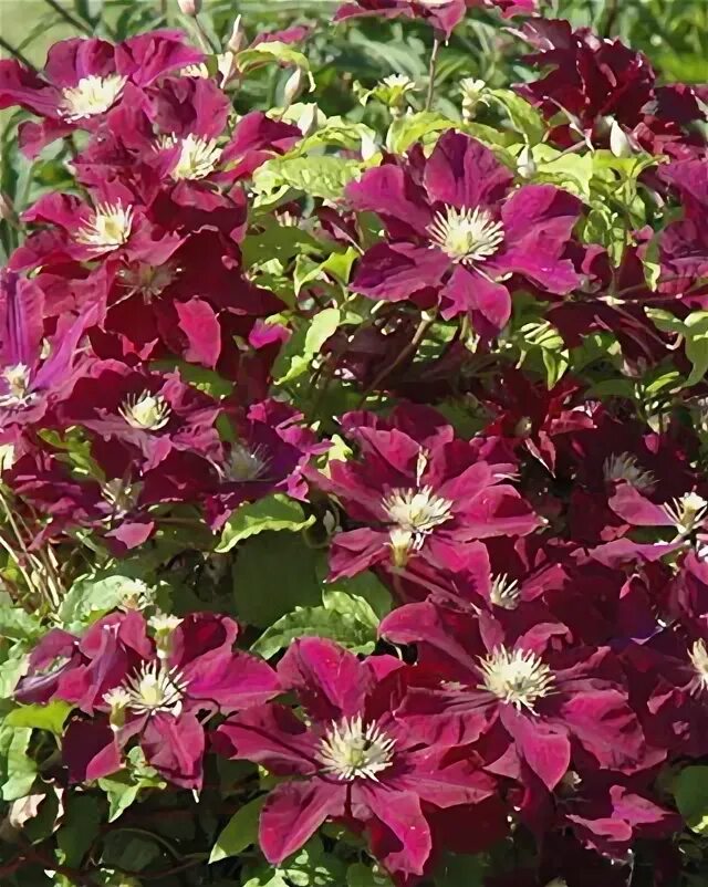 Clematis 'Warszawska Nike', 70 cm - Zahradní centrum "Strakovo" s.r.o.
