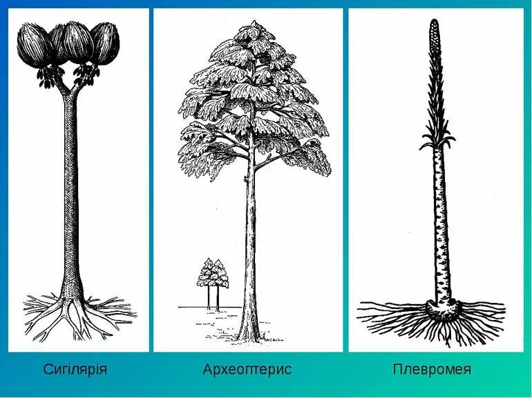 Археоптерис. Папоротник археоптерис. Археоптерис дерево Эра. Археоптерис строение. Археоптерис дерево Девонский период.