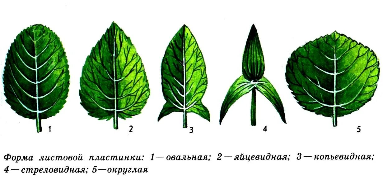Листья состоящие из одной листовой пластинки называются. Морфология листа, простые и сложные листья. Простые листья с надрезанной листовой пластинкой. Листья со сложной листовой пластиной.
