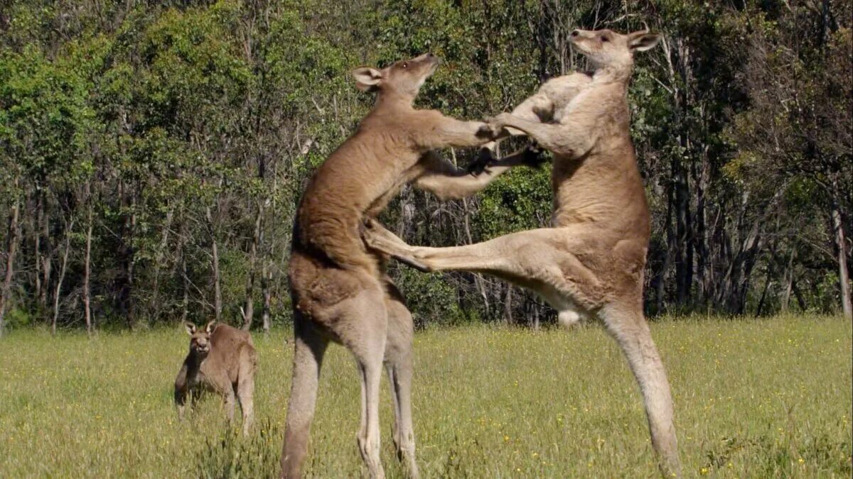 Кенгуру дерутся с кенгуру. Боевой кенгуру. Среди зверей есть