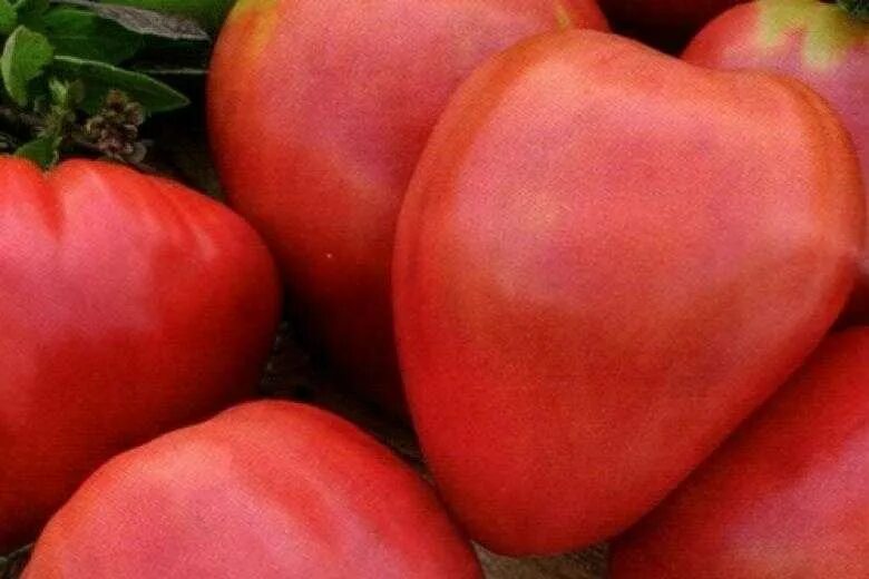 Сердце сорт. Помидор бычье сердце. томат бычье сердце семена. помидор бычье сердце f1. томат бычье сердце f1.