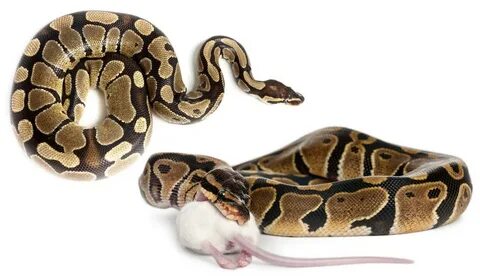 Follow python