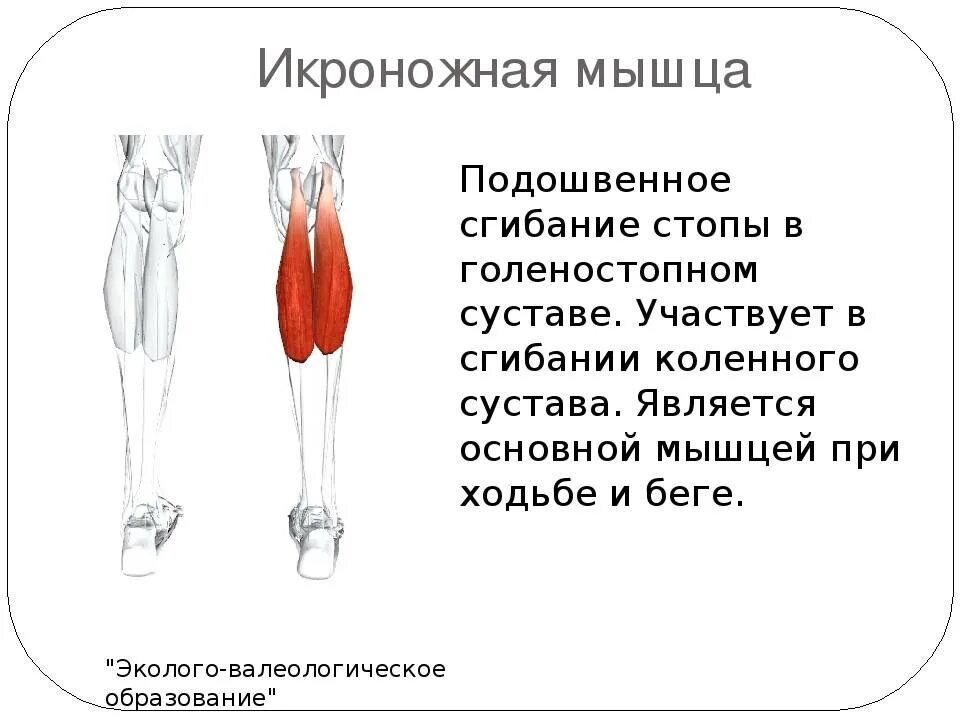 Медиальная головка икроножной мышцы функции. Камбаловидная мышца голени функция. Функции икроножной мышцы ног. Икроножная мышца голени функции.