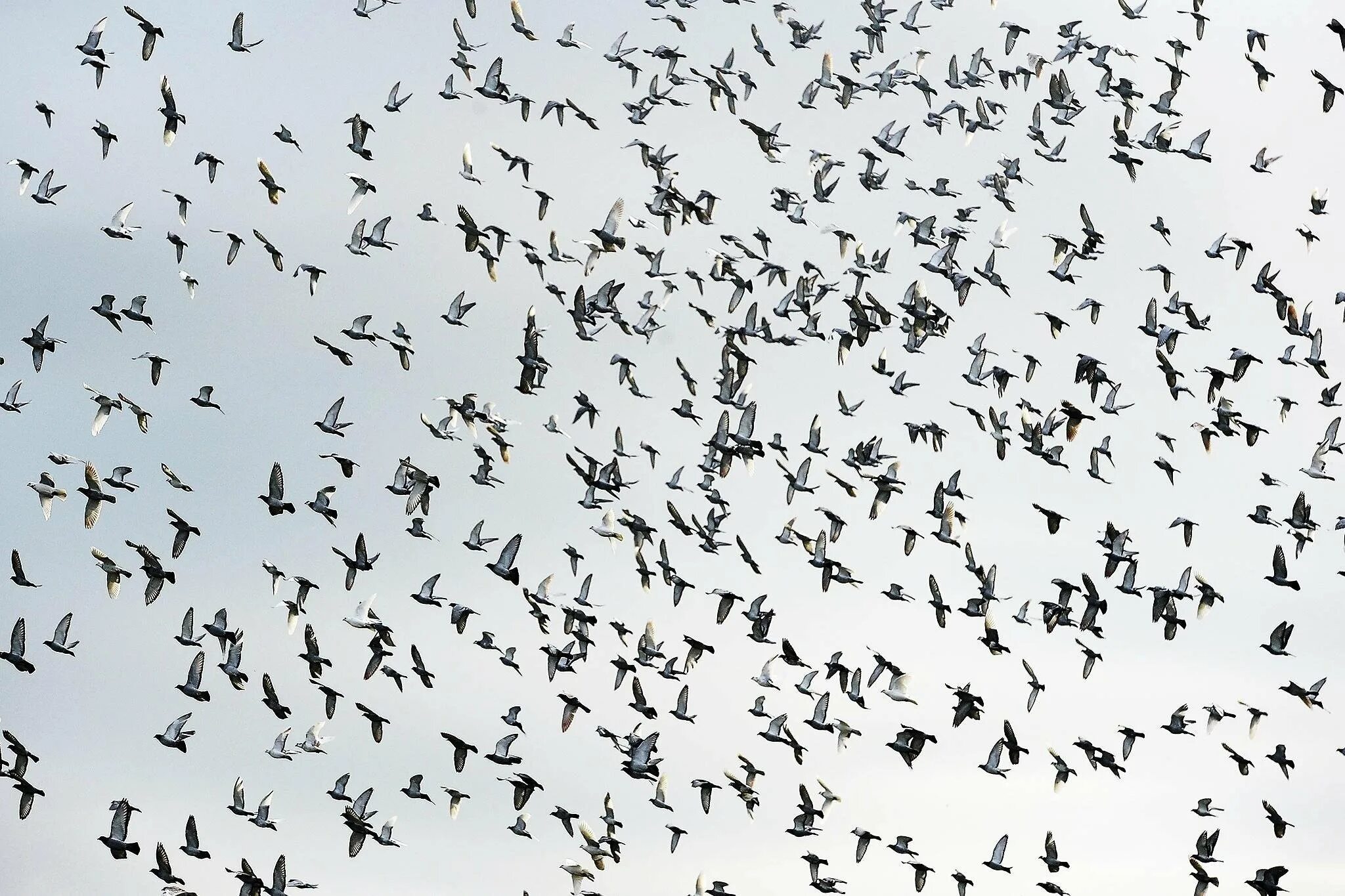 Много птиц. Много птиц в небе. Стая голубей. Очень много голубей. Видеть много птиц
