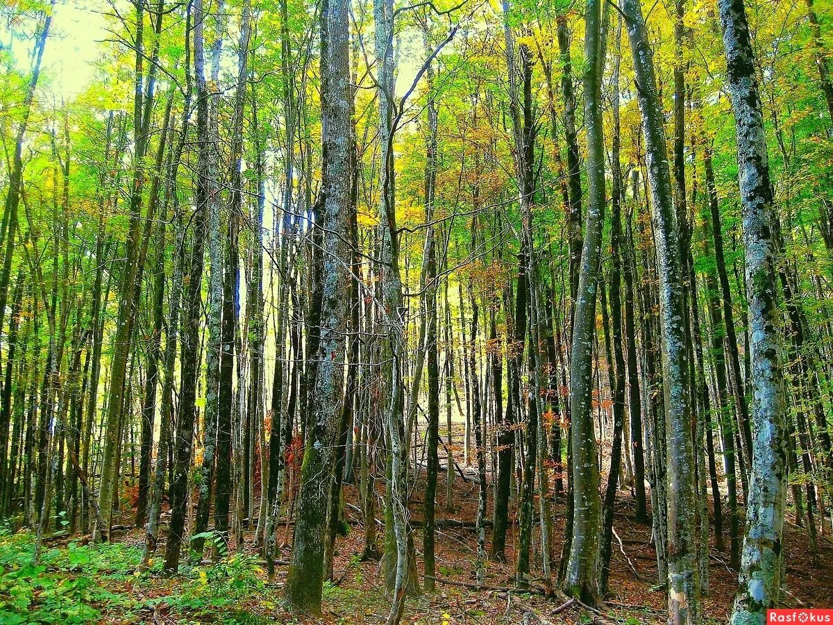 Многообразие лесов. Шершавый лес Крымский район Краснодарский край. Широколиственные леса Краснодарского края. Лес "красный лес" Краснодарский край. Леса Краснодара.