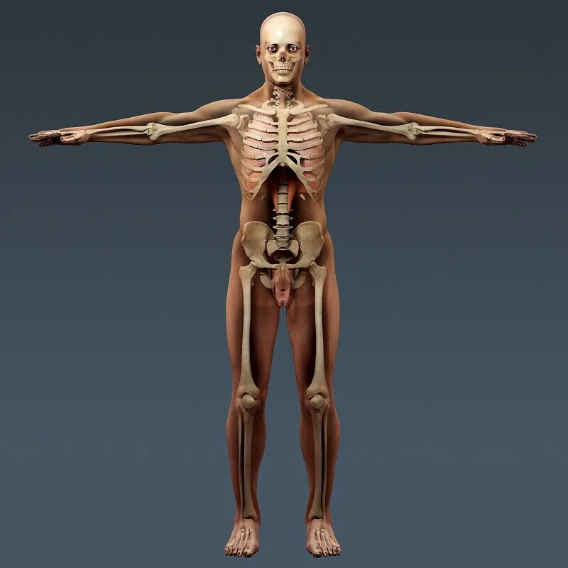 И молодые люди кости человека. Мужской скелет. Скелет человека анатомия. Анатомия мужчины. Скелет мужчины анатомия.