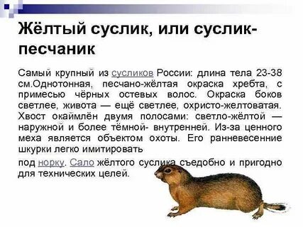 Суслик сообщение 4 класс