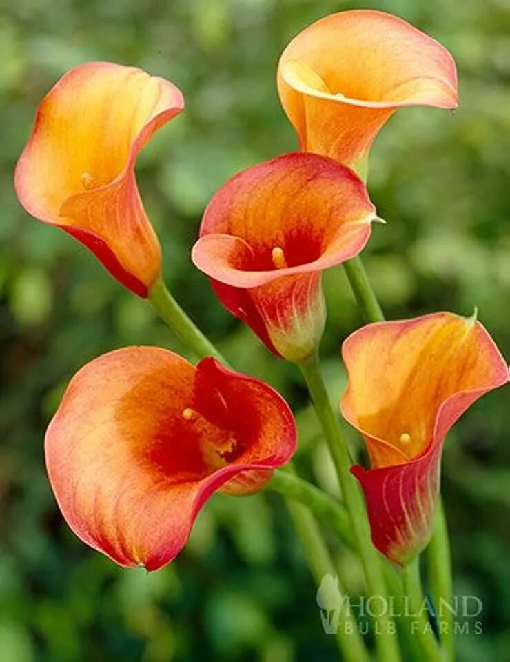 Zantedeschia Flame Калла. Калла Пашшн Фрут. Калла Роял Пампкин. Калла флейм