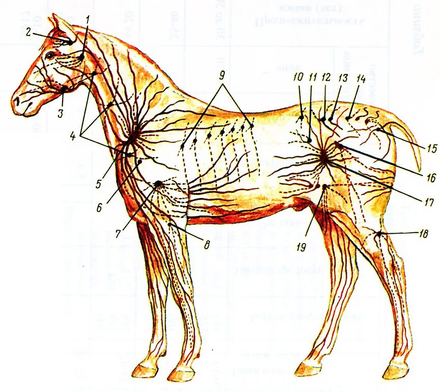 Лимфатическая система лошади. Лимфатическая система животных. Лимфатическая система коровы. Околоушной лимфоузел лошади. Поясничные лимфоузлы