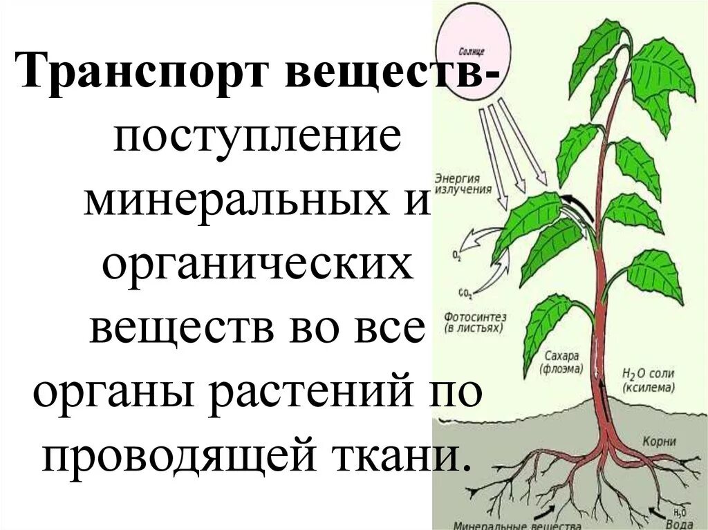 Установите последовательность поступления воды в корень. Транспорт веществ у растений. Передвижение органических веществ в растении. Схема передвижения веществ у растений. Передвижение воды и питательных веществ в растении.