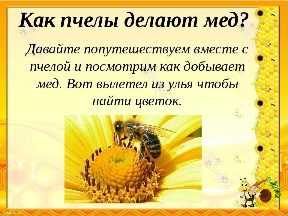 Сколько делать мед. Интересное о пчелах. Интересные факты о меде и пчелах. Интересное о пчелах для детей. Детям о пчелах для дошкольников.