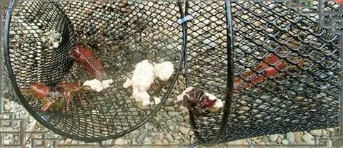 Какую приманку