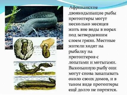 Представители двоякодышащих рыб