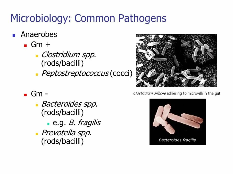 Clostridium spp. Фрагилис бактерии. Bacteroides SPP. Bacteroides fragilis антибиотики. Клостридии таксономия.