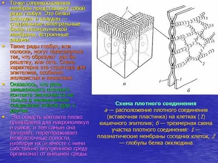 Между оболочками соседних клеток находится