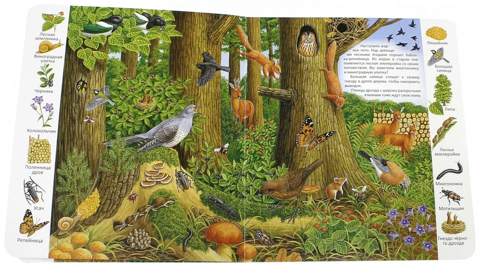 Книга лес. Книги о лесе для детей. Детская книга про лес. Малыши. В лесу. Книжка в лесу.