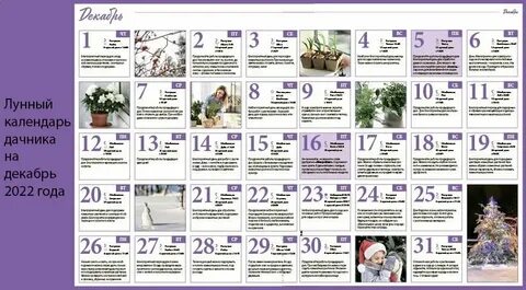 Пересадка цветов в октябре 2024 года